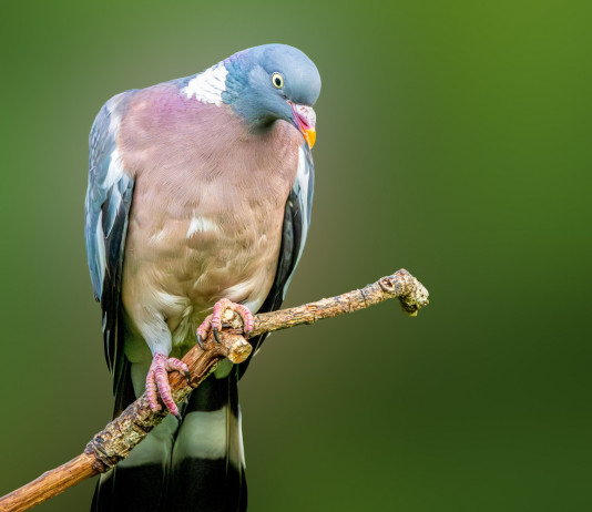 Sospesa la preapertura della caccia in Campania Sospesa la preapertura della caccia in Campania: colombaccio