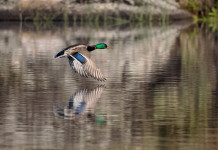 Accolto ricorso cautelare contro il calendario venatorio del Veneto Accolto ricorso cautelare contro il calendario venatorio del Veneto: germano reale in volo