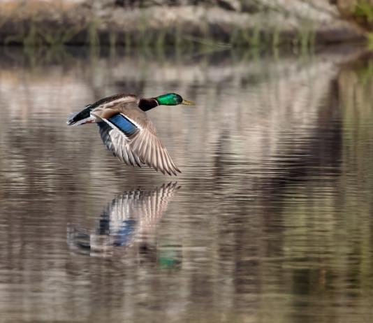 Accolto ricorso cautelare contro il calendario venatorio del Veneto Accolto ricorso cautelare contro il calendario venatorio del Veneto: germano reale in volo