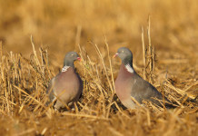 Accolto ricorso contro il calendario venatorio della Campania Accolto ricorso contro il calendario venatorio della Campania: due colombacci