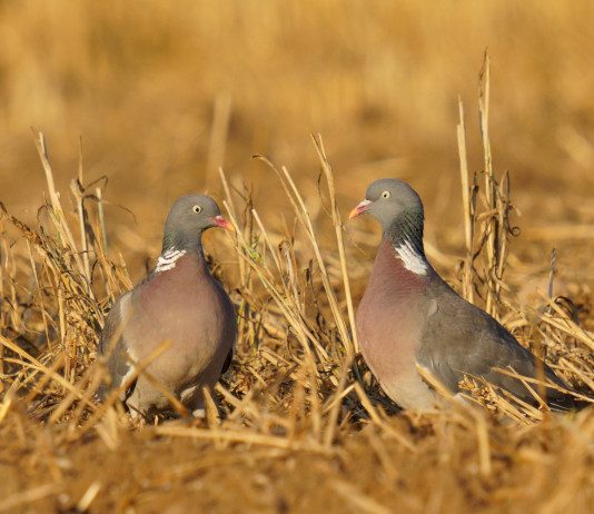 Accolto ricorso contro il calendario venatorio della Campania Accolto ricorso contro il calendario venatorio della Campania: due colombacci