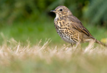 Accolto il ricorso sul calendario venatorio della Lombardia Accolto ricorso sul calendario venatorio della Lombardia: tordo bottaccio (Turdus philomelos)