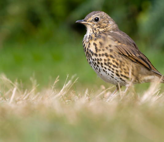 Accolto il ricorso sul calendario venatorio della Lombardia Accolto ricorso sul calendario venatorio della Lombardia: tordo bottaccio (Turdus philomelos)
