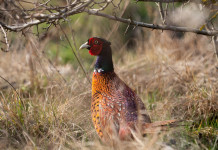 Aggiornamento sulle date di apertura della caccia in Campania Aggiornamento sulle date di apertura della caccia in Campania: fagiano (Phasianus colchicus)