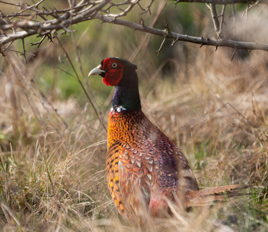 Aggiornamento sulle date di apertura della caccia in Campania Aggiornamento sulle date di apertura della caccia in Campania: fagiano (Phasianus colchicus)