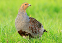 Agrivenatoria Biodiversitalia s’oppone ai ricorsi contro i calendari venatori regionali Agrivenatoria Biodiversitalia s’oppone ai ricorsi contro i calendari venatori regionali: starna