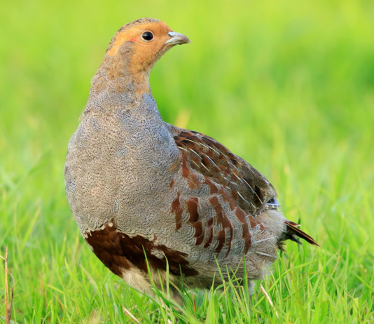 Agrivenatoria Biodiversitalia s’oppone ai ricorsi contro i calendari venatori regionali Agrivenatoria Biodiversitalia s’oppone ai ricorsi contro i calendari venatori regionali: starna