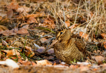 Annotazione del tesserino venatorio, interrogazione Pd a giunta toscana Annotazione del tesserino venatorio, interrogazione Pd a giunta toscana: beccaccia nel bosco