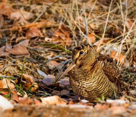 Annotazione del tesserino venatorio, interrogazione Pd a giunta toscana Annotazione del tesserino venatorio, interrogazione Pd a giunta toscana: beccaccia nel bosco