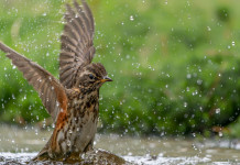 Anticipata la chiusura della caccia al tordo in Basilicata Anticipata la chiusura della caccia al tordo in Basilicata: tordo sassello (redwing, Turdus iliacus)