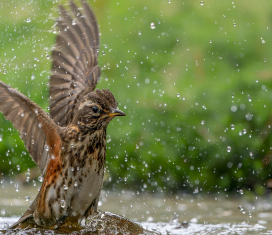 Anticipata la chiusura della caccia al tordo in Basilicata Anticipata la chiusura della caccia al tordo in Basilicata: tordo sassello (redwing, Turdus iliacus)