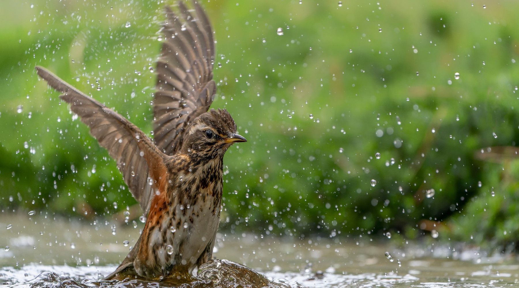 Anticipata la chiusura della caccia al tordo in Basilicata Anticipata la chiusura della caccia al tordo in Basilicata: tordo sassello (redwing, Turdus iliacus)
