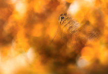 Anticipata la chiusura della caccia a beccaccia e tordo nelle Marche Anticipata la chiusura della caccia alla beccaccia e al tordo nelle Marche: beccaccia nel bosco