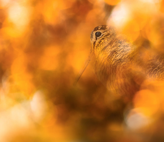 Anticipata la chiusura della caccia a beccaccia e tordo nelle Marche Anticipata la chiusura della caccia alla beccaccia e al tordo nelle Marche: beccaccia nel bosco