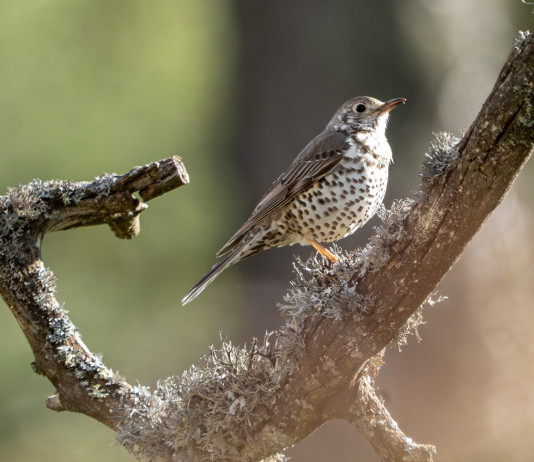 Arcicaccia Marche dopo la sentenza sul calendario venatorio: «Limitazioni scontate e prevedibili» Arcicaccia Marche dopo la sentenza sul calendario venatorio: «Limitazioni scontate e prevedibili»: tordo bottaccio (Turdus philomelos)