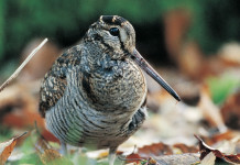 Beccaccia day 7 e 8 settembre a Firenze Beccaccia day: 7 e 8 settembre a Firenze