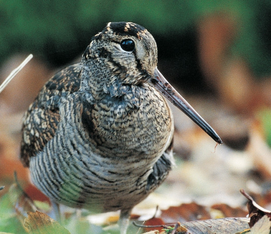 Beccaccia day 7 e 8 settembre a Firenze Beccaccia day: 7 e 8 settembre a Firenze