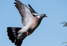 Caccia Magazine ottobre 2024 in edicola Caccia Magazine ottobre 2024 in edicola