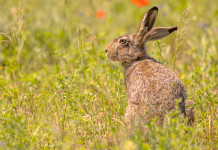 Caccia in Lombardia: la situazione Caccia in Lombardia: la situazione - lepre in un prato con papaveri