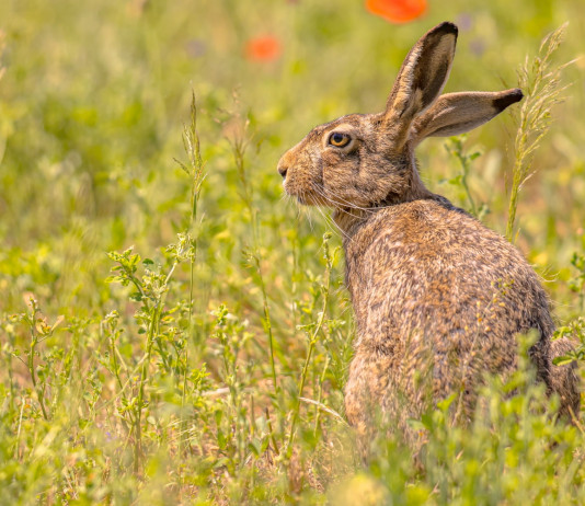 Caccia in Lombardia: la situazione Caccia in Lombardia: la situazione - lepre in un prato con papaveri