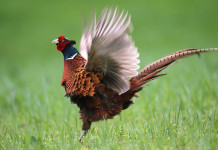 Chiesto al Tar il rinvio dell’apertura della caccia in Lombardia Chiesto al Tar il rinvio dell’apertura della caccia in Lombardia: fagiano