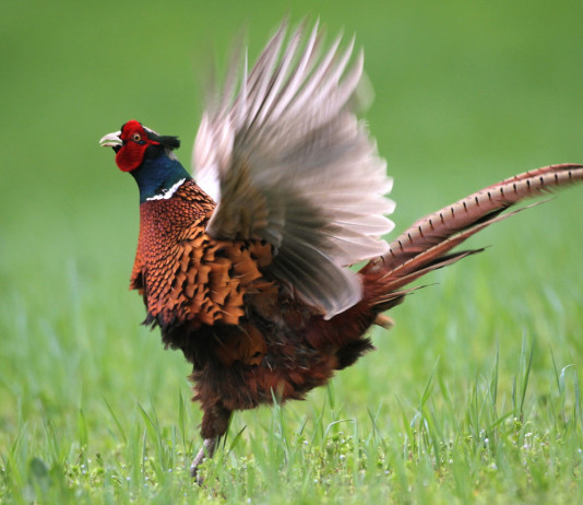 Chiesto al Tar il rinvio dell’apertura della caccia in Lombardia Chiesto al Tar il rinvio dell’apertura della caccia in Lombardia: fagiano