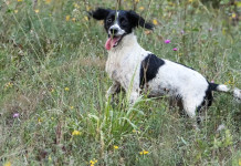 Dall’inglese allo spaniel: gli anelli della catena Dall’inglese allo spaniel gli anelli della catena