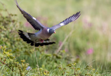 Di nuovo rinviata la caccia al colombaccio in Campania Di nuovo rinviata la caccia al colombaccio in Campania