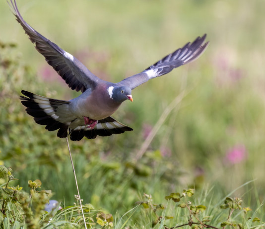Di nuovo rinviata la caccia al colombaccio in Campania Di nuovo rinviata la caccia al colombaccio in Campania