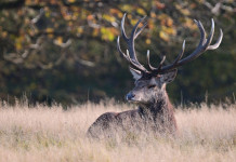 Federcaccia Lombardia contro Ispra Federcaccia Lombardia contro Ispra: cervo