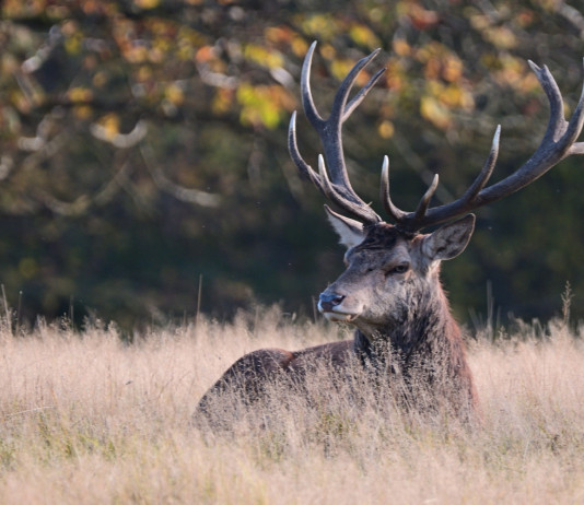 Federcaccia Lombardia contro Ispra Federcaccia Lombardia contro Ispra: cervo