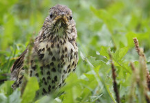 Governo non impugna modifiche della legge sulla caccia in Lombardia Governo non impugna modifiche della legge sulla caccia in Lombardia: tordo bottaccio