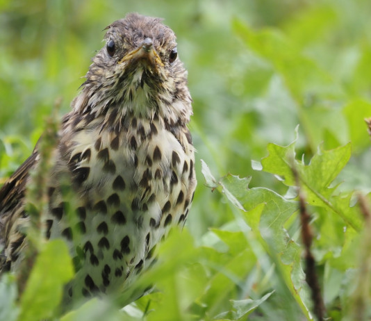 Governo non impugna modifiche della legge sulla caccia in Lombardia Governo non impugna modifiche della legge sulla caccia in Lombardia: tordo bottaccio