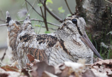 I cambiamenti nella migrazione della beccaccia I cambiamenti nella migrazione della beccaccia