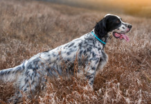 La riforma della legge sulla caccia in aula a novembre La riforma della legge sulla caccia in aula a novembre: setter punta selvatico a caccia