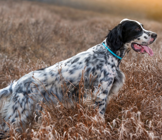La riforma della legge sulla caccia in aula a novembre La riforma della legge sulla caccia in aula a novembre: setter punta selvatico a caccia