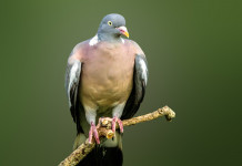 La Lombardia apre subito la caccia ad alcune specie di uccelli Lombardia apre subito la caccia ad alcune specie di uccelli: colombaccio