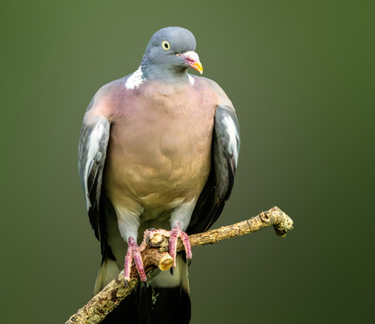 La Lombardia apre subito la caccia ad alcune specie di uccelli Lombardia apre subito la caccia ad alcune specie di uccelli: colombaccio