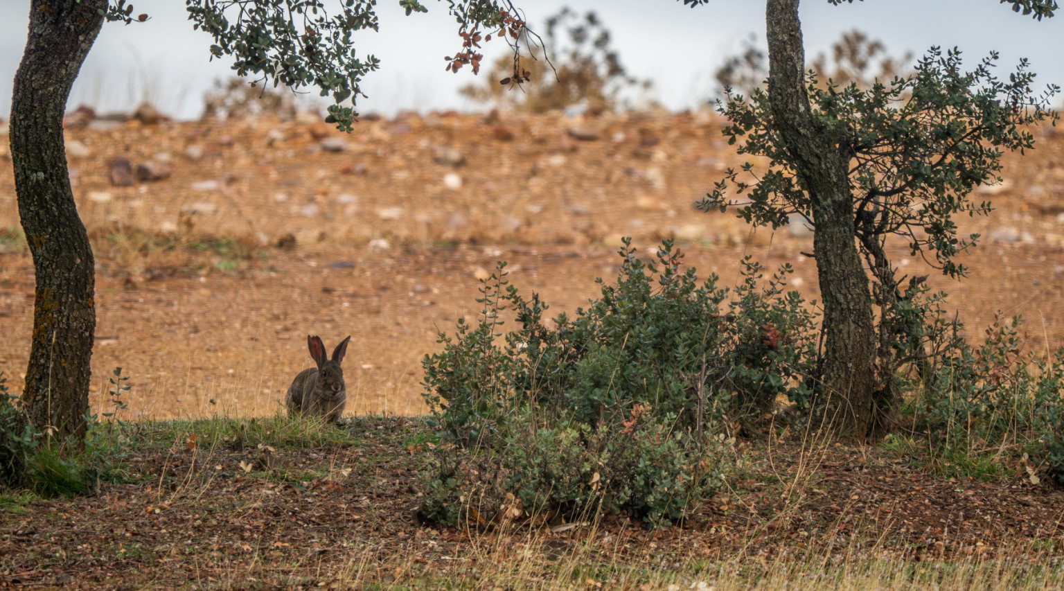 Ok alla caccia al coniglio selvatico in Sicilia