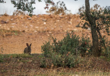 Ok alla caccia al coniglio selvatico in Sicilia Ok alla caccia al coniglio selvatico in Sicilia