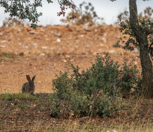 Ok alla caccia al coniglio selvatico in Sicilia Ok alla caccia al coniglio selvatico in Sicilia