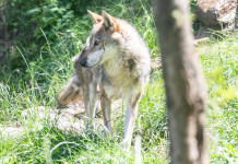 Primo voto a favore del declassamento della tutela del lupo Primo voto a favore del declassamento della tutela del lupo