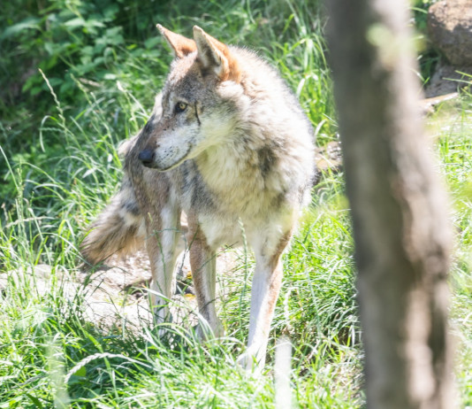 Primo voto a favore del declassamento della tutela del lupo Primo voto a favore del declassamento della tutela del lupo
