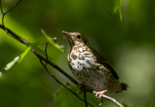 Razzolini (Fratelli d’Italia) chiede delibera urgente su calendario venatorio del Veneto Razzolini (Fratelli d’Italia) chiede delibera urgente su calendario venatorio del Veneto: tordo bottaccio