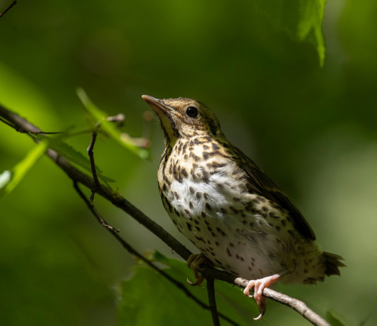 Razzolini (Fratelli d’Italia) chiede delibera urgente su calendario venatorio del Veneto Razzolini (Fratelli d’Italia) chiede delibera urgente su calendario venatorio del Veneto: tordo bottaccio