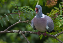 Respinta istanza di revoca del decreto sul calendario venatorio della Campania Respinta istanza di revoca del decreto sul calendario venatorio della Campania - colombaccio