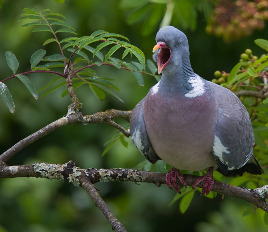 Respinta istanza di revoca del decreto sul calendario venatorio della Campania Respinta istanza di revoca del decreto sul calendario venatorio della Campania - colombaccio