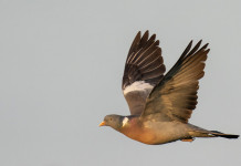 Respinto il ricorso contro il calendario venatorio della Sicilia Respinto il ricorso contro il calendario venatorio della Sicilia: colombaccio in volo