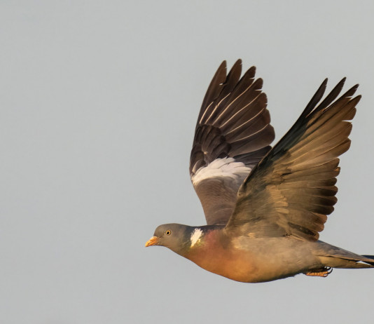 Respinto il ricorso contro il calendario venatorio della Sicilia Respinto il ricorso contro il calendario venatorio della Sicilia: colombaccio in volo