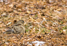 Respinto il ricorso sul calendario venatorio dell’Emilia Romagna Respinto il ricorso sul calendario venatorio dell'Emilia Romagna: beccaccia nel bosco tra le foglie autunnali